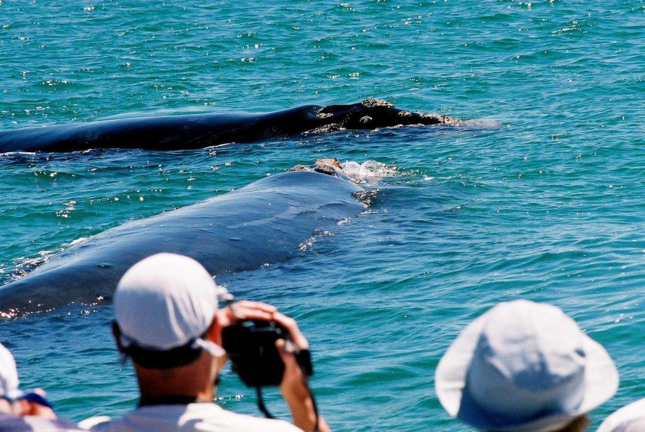 The Whale On Main B&B Hermanus Exterior foto